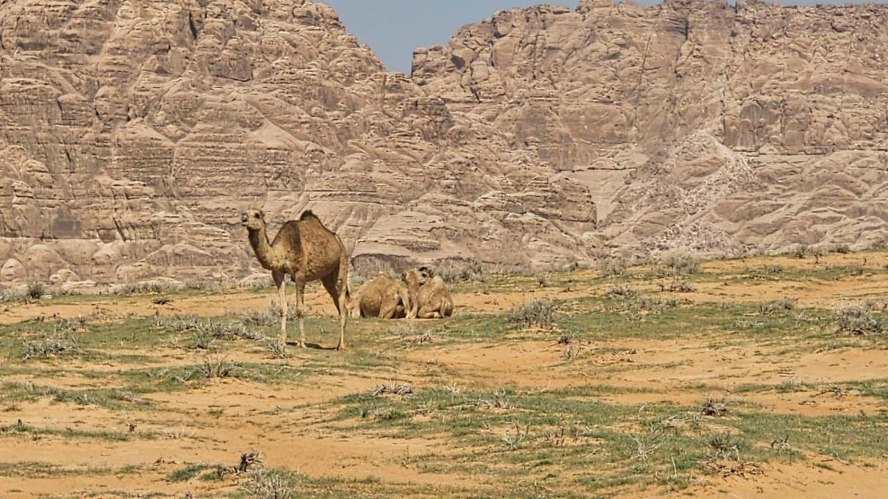 Tamim Luxury Wadi Rum Camp Luaran gambar